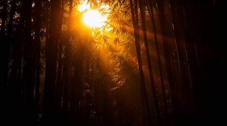 Explore the captivating beauty of chiaroscuro lighting in a bamboo forest bathed in warm sunset hues. This scene showcases st