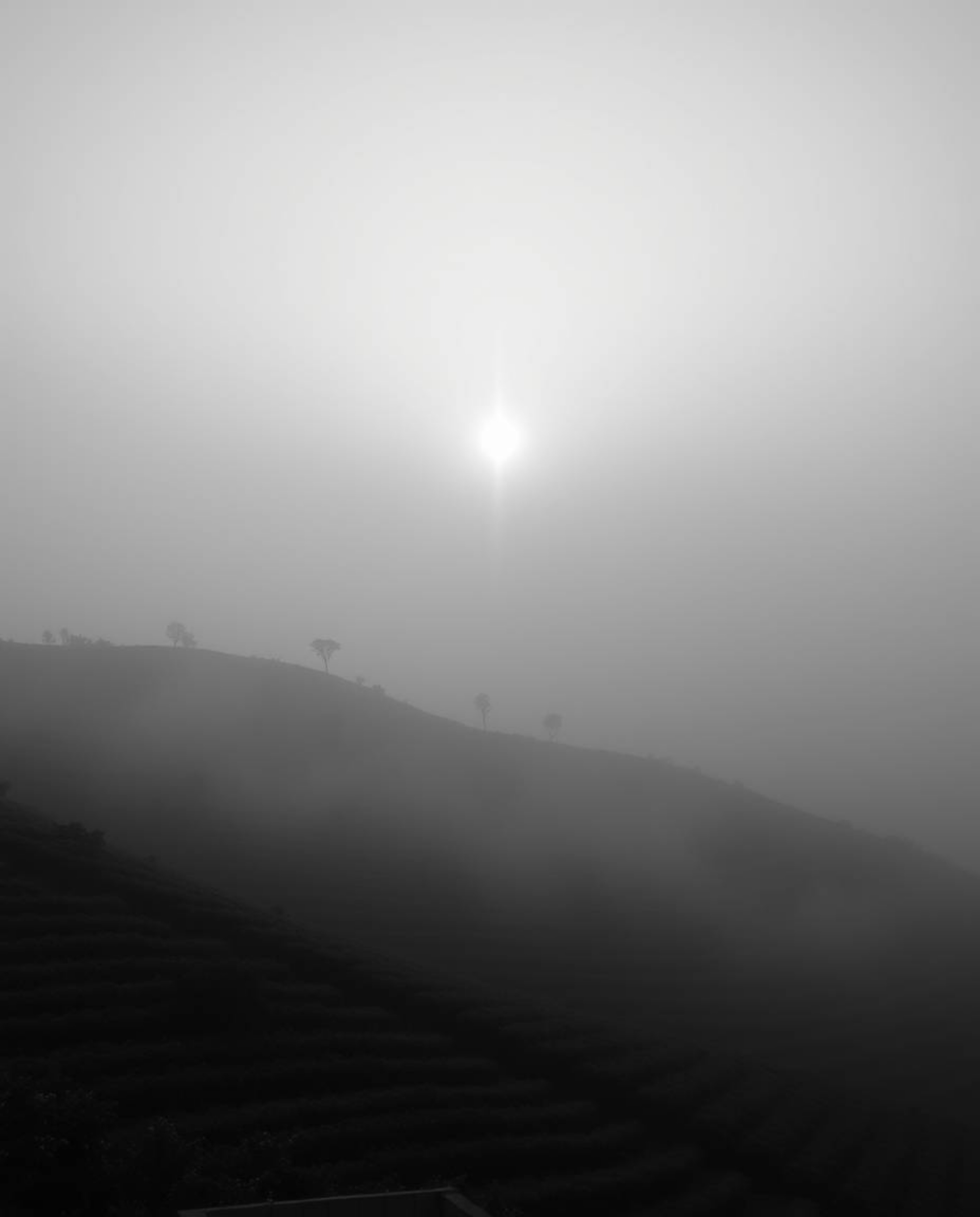 A classic black and white photograph depicting a sunset over terraced tea plantations shrouded in thick fog. The low visibili