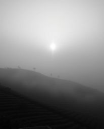 A classic black and white photograph depicting a sunset over terraced tea plantations shrouded in thick fog. The low visibili