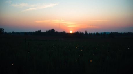 A cool and tranquil sunset scene unfolds over a quiet meadow, where fireflies are just beginning to emerge. The color palette