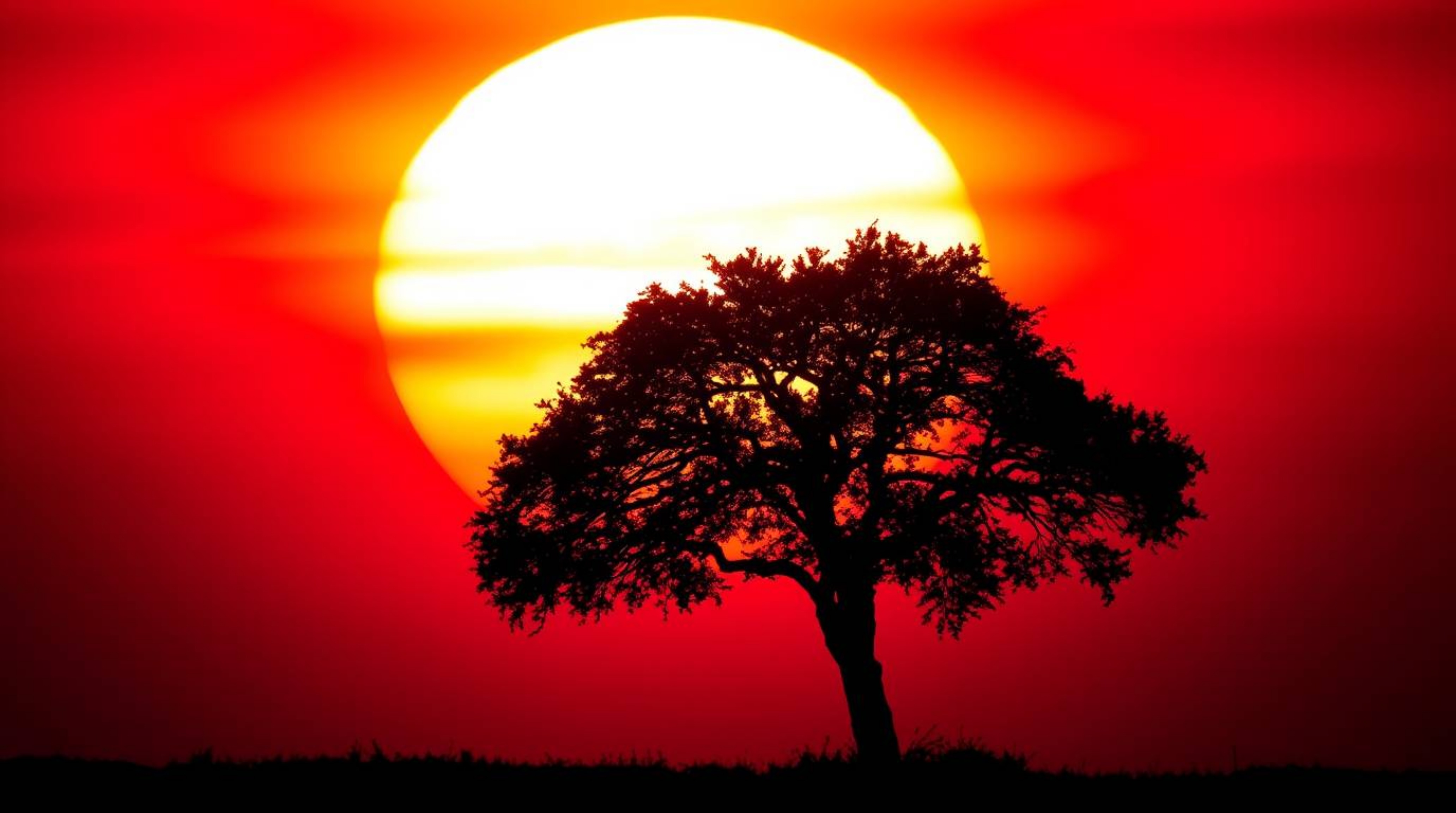 A captivating image of a lone tree silhouetted against a vibrant fiery sunset.  The scene showcases complementary colors, bac