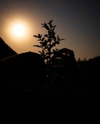 A captivating image showcasing hands planting a tree against a vibrant golden sky.  The high-contrast, low-key lighting creat