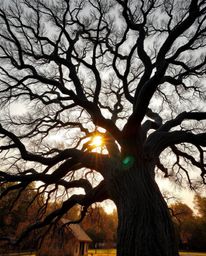 A bird's-eye view of a sunset behind an old oak tree with twisted branches, uniquely rendered in a cast bronze texture with a