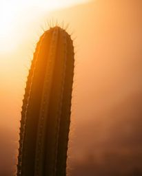 A delicate watercolor painting captures a desert cactus glowing in the setting sun. Viewed from a low angle perspective, the 