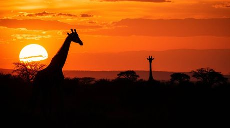 A stunning high-resolution stock photo captures the dramatic silhouette of giraffes against a vibrant African sunset savanna.