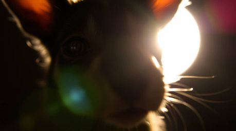 Explore the captivating world of extreme macro photography with a sarcastic animal sidekick as the subject. Witness the intri