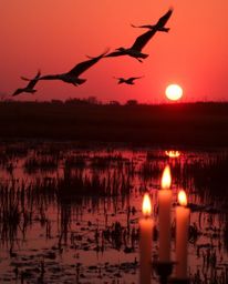 A warm photograph capturing herons flying during the golden hour in the wetlands, uniquely illuminated by the soft glow of ca