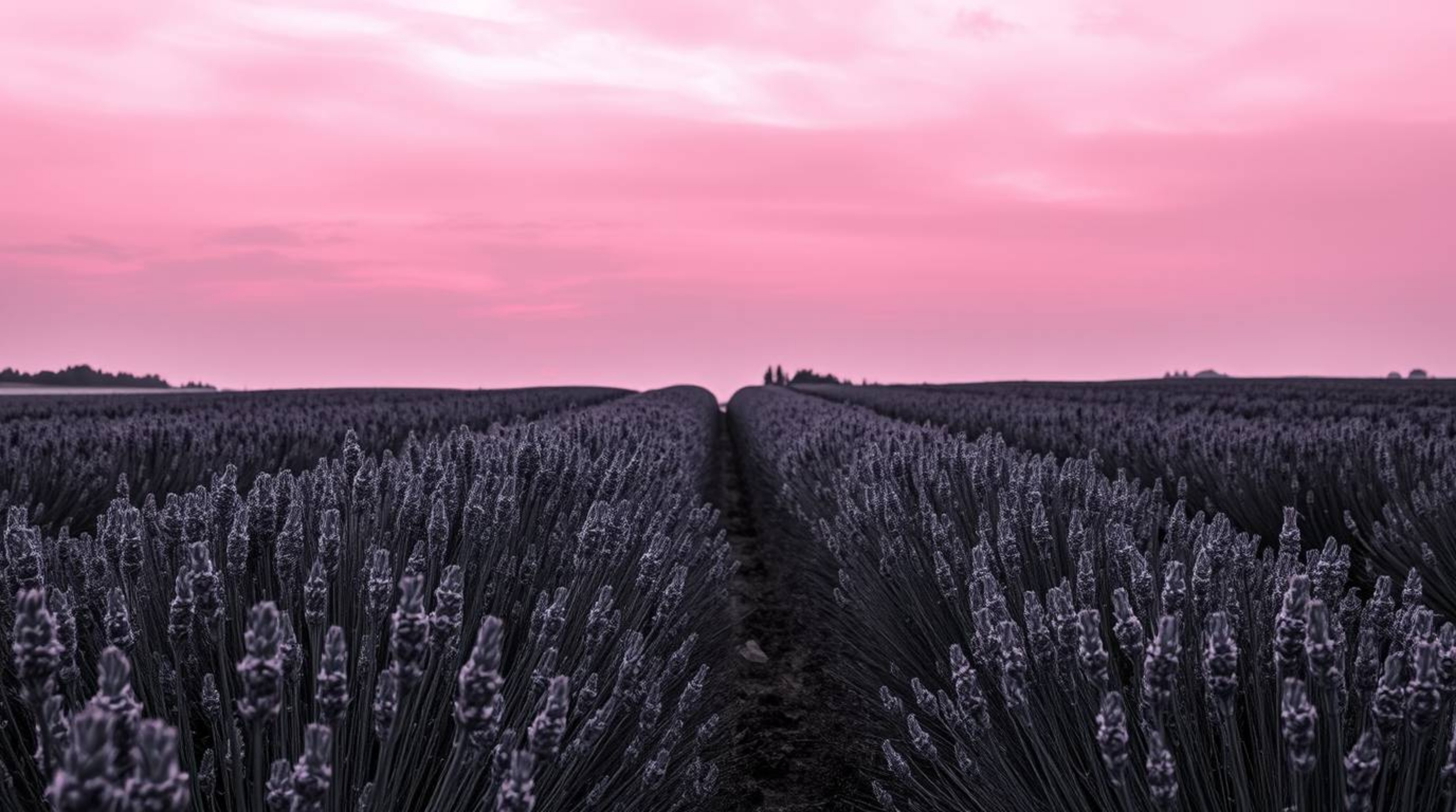 Explore this classic, high-resolution black and white stock photo showcasing lavender fields bathed in the glow of a dreamy p