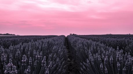 Explore this classic, high-resolution black and white stock photo showcasing lavender fields bathed in the glow of a dreamy p