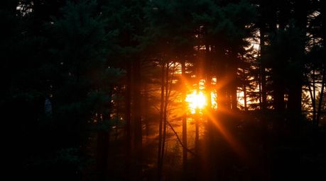 Experience the magic of a warm golden hour sunset filtering through a dense forest.  This captivating scene features cool blu