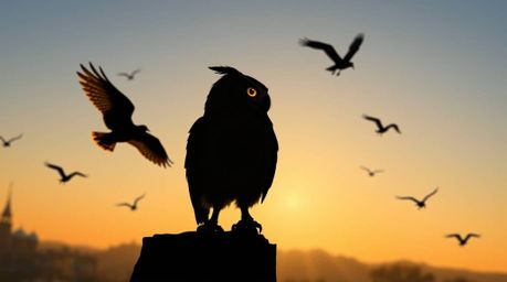 A precise architectural color photograph showcasing a silhouetted blind owl, rendered in Pixar style, engaged in the act of t