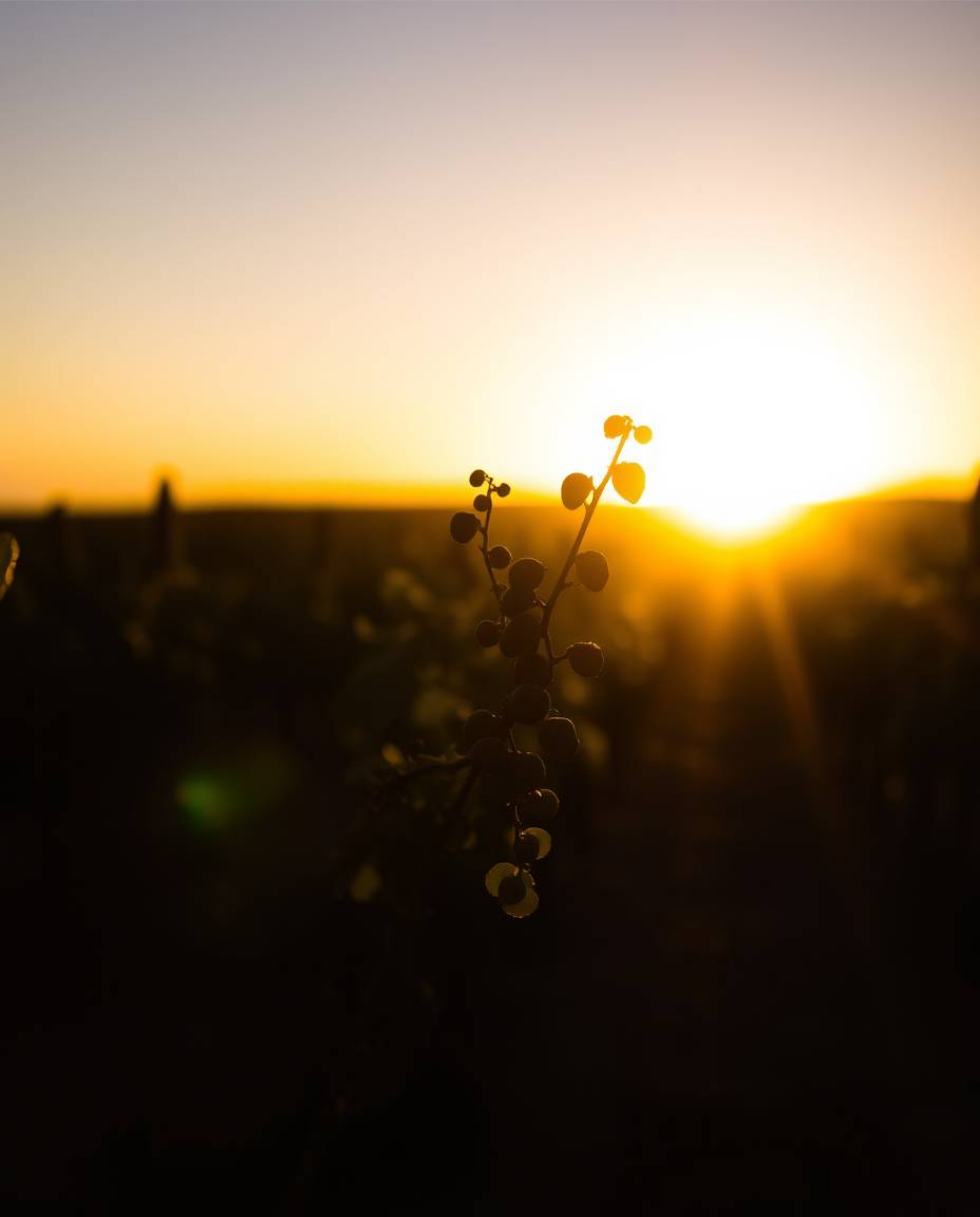 Experience the serene beauty of a silhouetted vineyard at sunset, where the sharp focus on the subject is contrasted by a dre