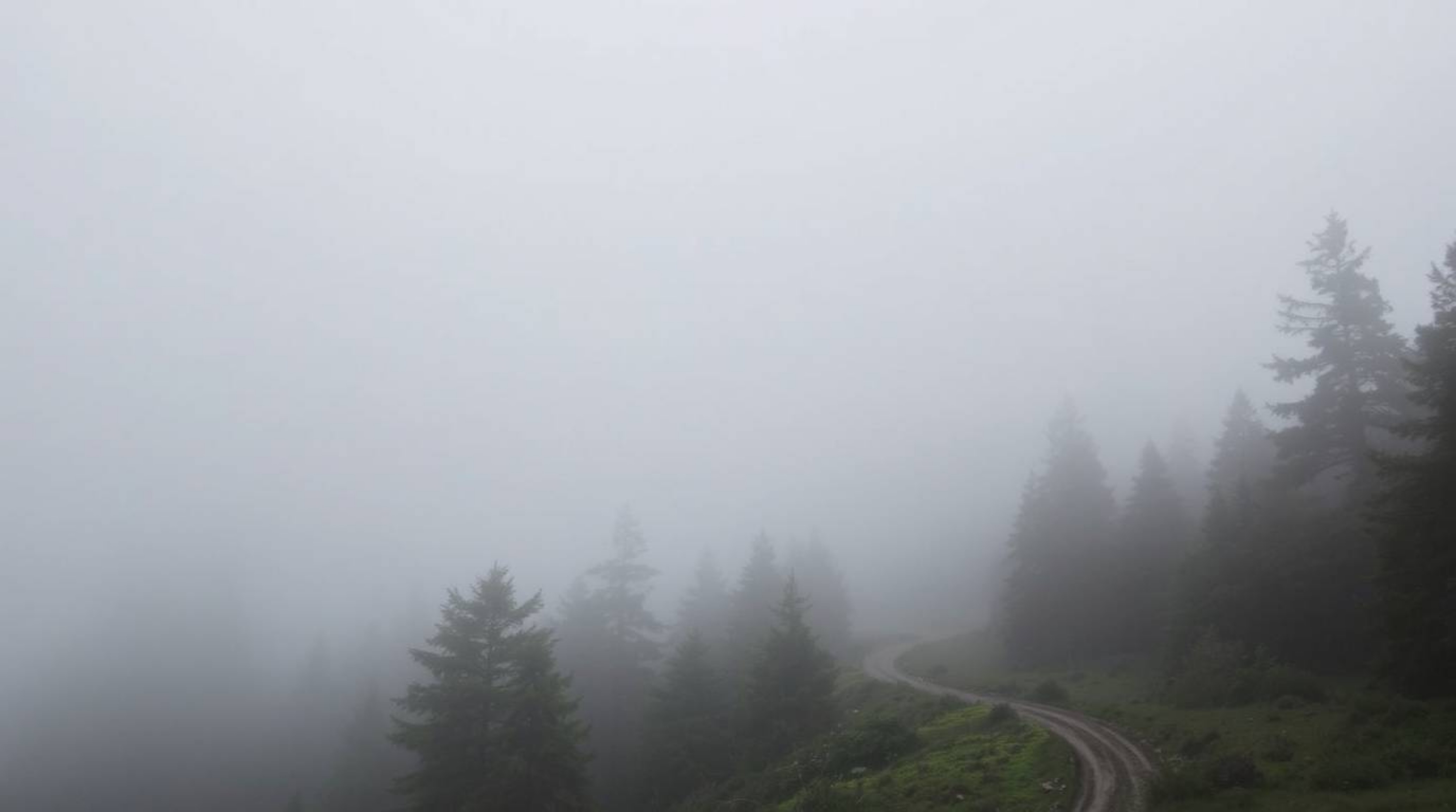 Experience a thrilling chase scene set against a looping forest backdrop.  Thick fog and low visibility create a suspenseful 