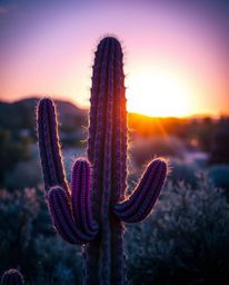 A desert cactus glows in the last rays of the sun, artistically depicted with deep ultraviolet hues and vivid purples. This c