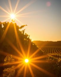 A low-angle photograph of a sunset over a vineyard, bathed in a warm, golden glow. Bright lens flares accentuate the radiant 