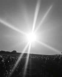This classic black and white photograph captures a timeless and elegant sunset over a vineyard. Artistic light streaks cut th