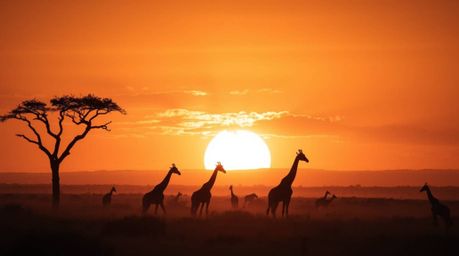 A professional fine art photograph depicting a mystical savanna sunset scene. Silhouetted giraffes stand against a sky painte