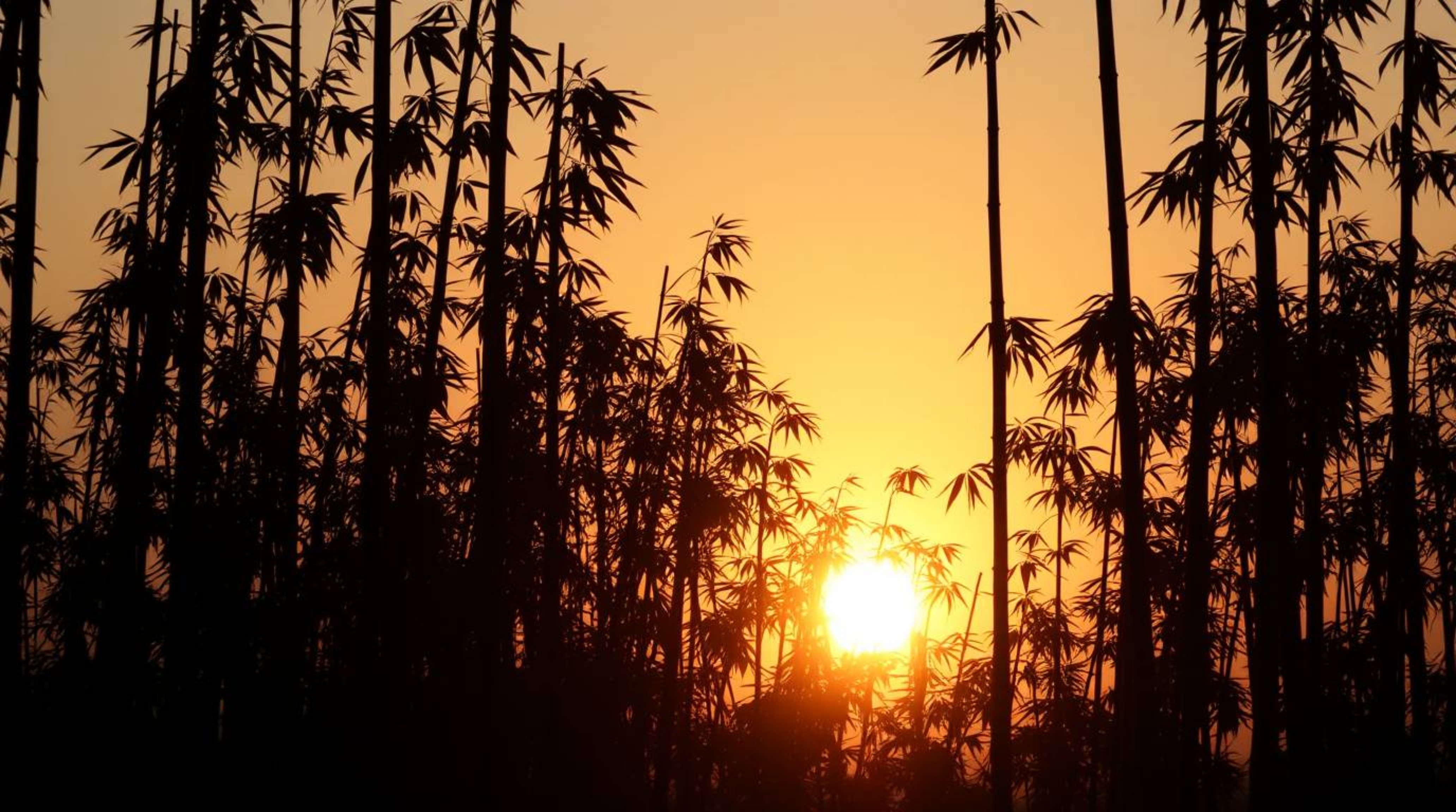 Experience the tranquil beauty of a bamboo forest bathed in the warm glow of the setting sun. This silhouetted image, rendere