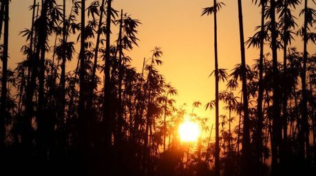 Experience the tranquil beauty of a bamboo forest bathed in the warm glow of the setting sun. This silhouetted image, rendere