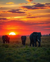 A cinematic photograph of elephants walking across a field at sunset, utilizing long exposure for motion trails. The image di