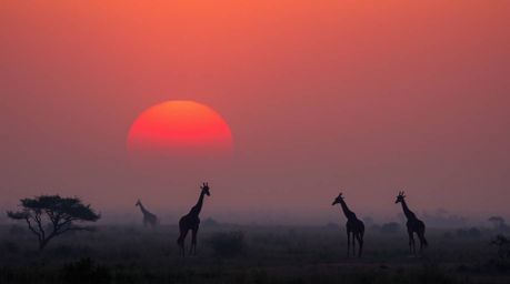 A breathtaking savanna sunset scene features silhouetted giraffes shrouded in thick fog. The image showcases a stunning contr