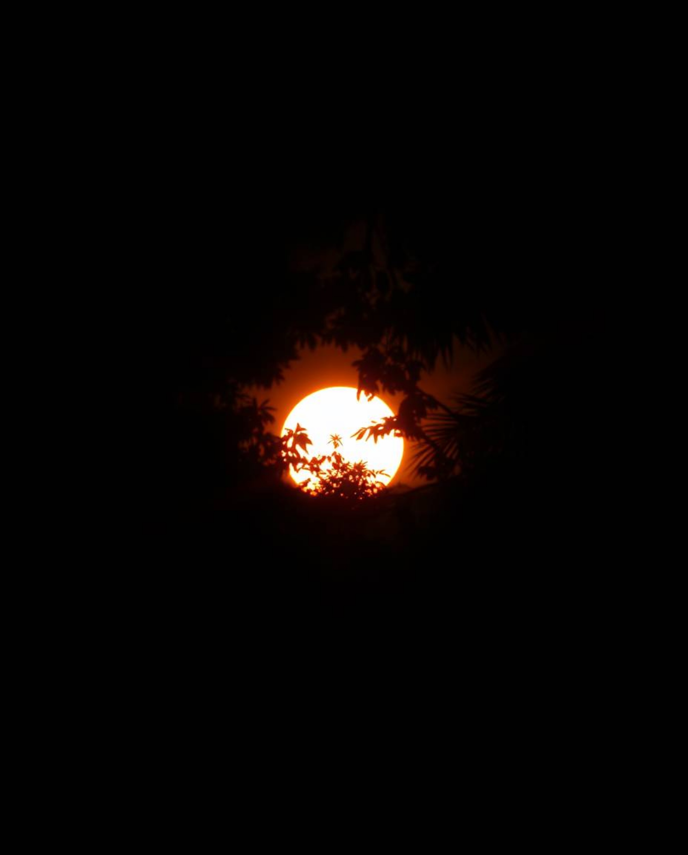 An intense, jet black close-up shot of a sunset as seen through a dense jungle canopy. This powerful image is defined by its 