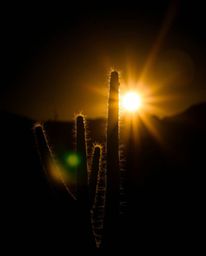A high-resolution stock photo captures a desert cactus glowing in the last rays of the sun. The scene is defined by high cont