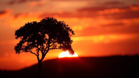 A captivating image of a lone tree silhouetted against a vibrant, fiery sunset.  The photo features stunning volumetric light