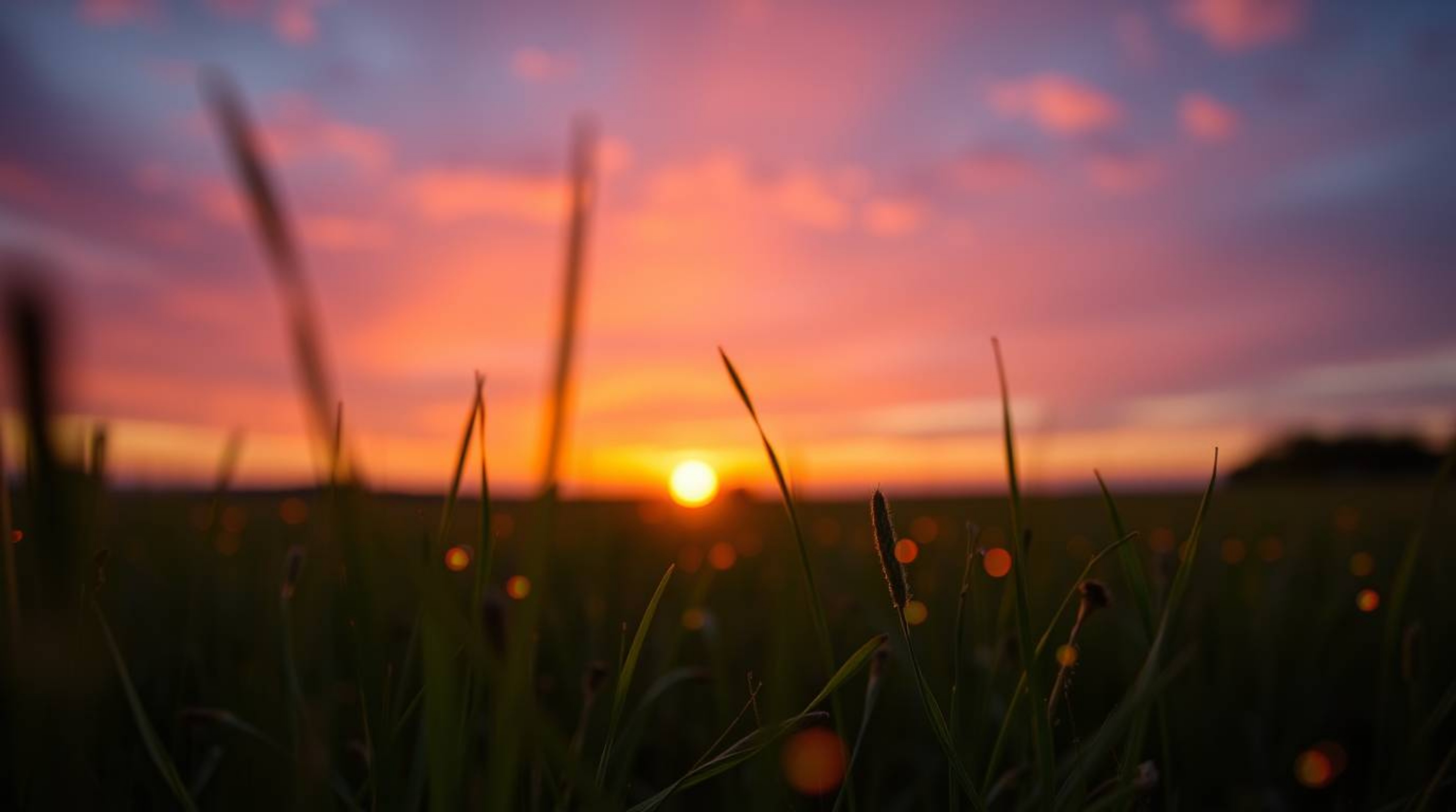 Experience the magic of an extreme macro close-up photograph capturing a breathtaking sunset over a serene meadow. Witness th