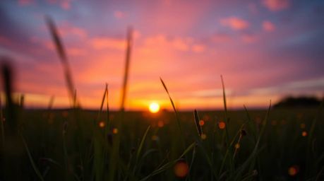 Experience the magic of an extreme macro close-up photograph capturing a breathtaking sunset over a serene meadow. Witness th
