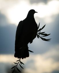 A captivating image showcasing a silhouetted dove carrying an olive branch against the backdrop of turbulent, stormy skies. T