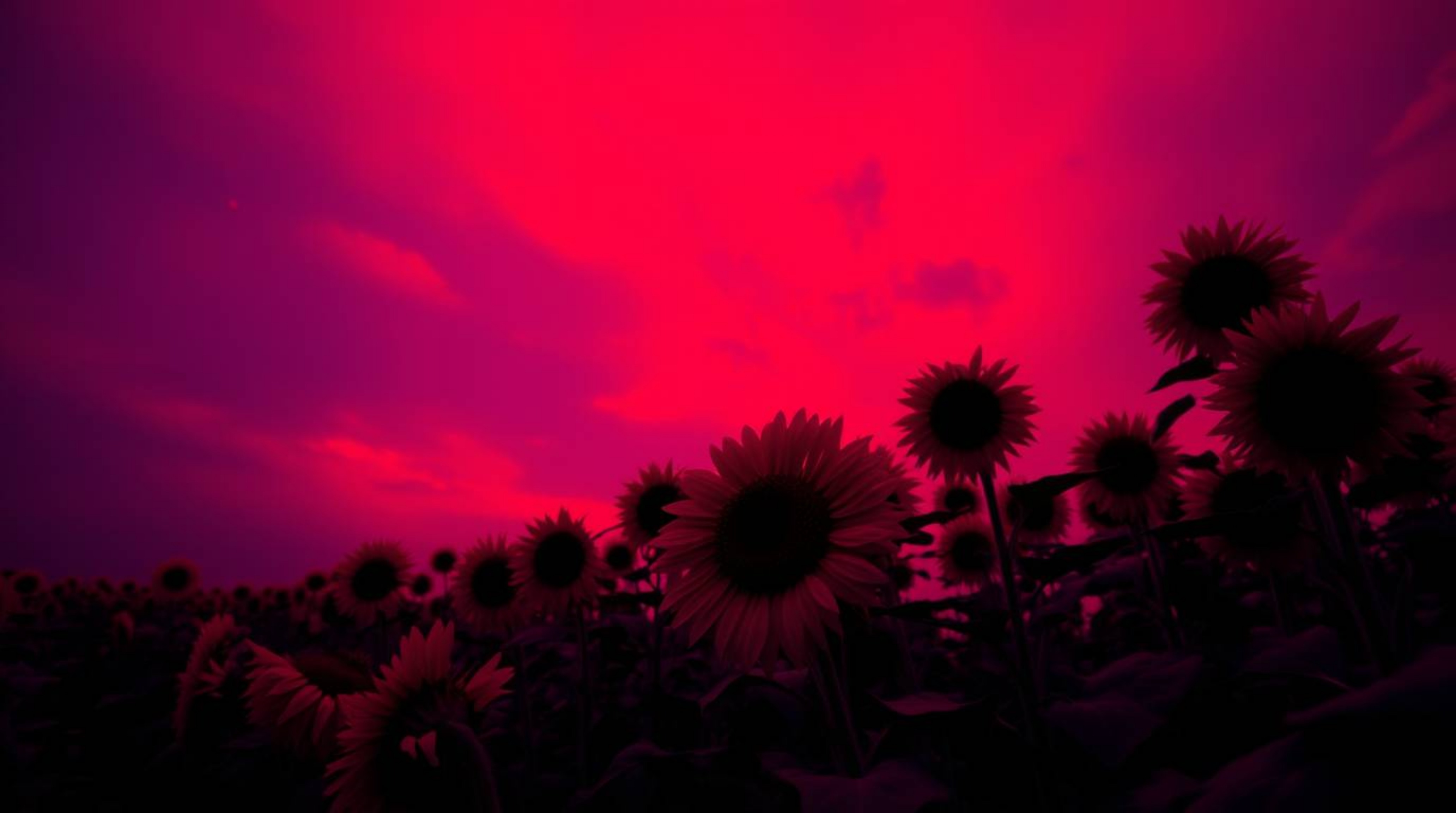 A captivating image showcases a sunflower field bathed in the dramatic glow of a deep red and purple sunset.  The low-angle s