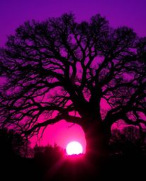 An ultraviolet sunset silhouettes an old oak tree with twisted branches in this striking image. The scene is characterized by