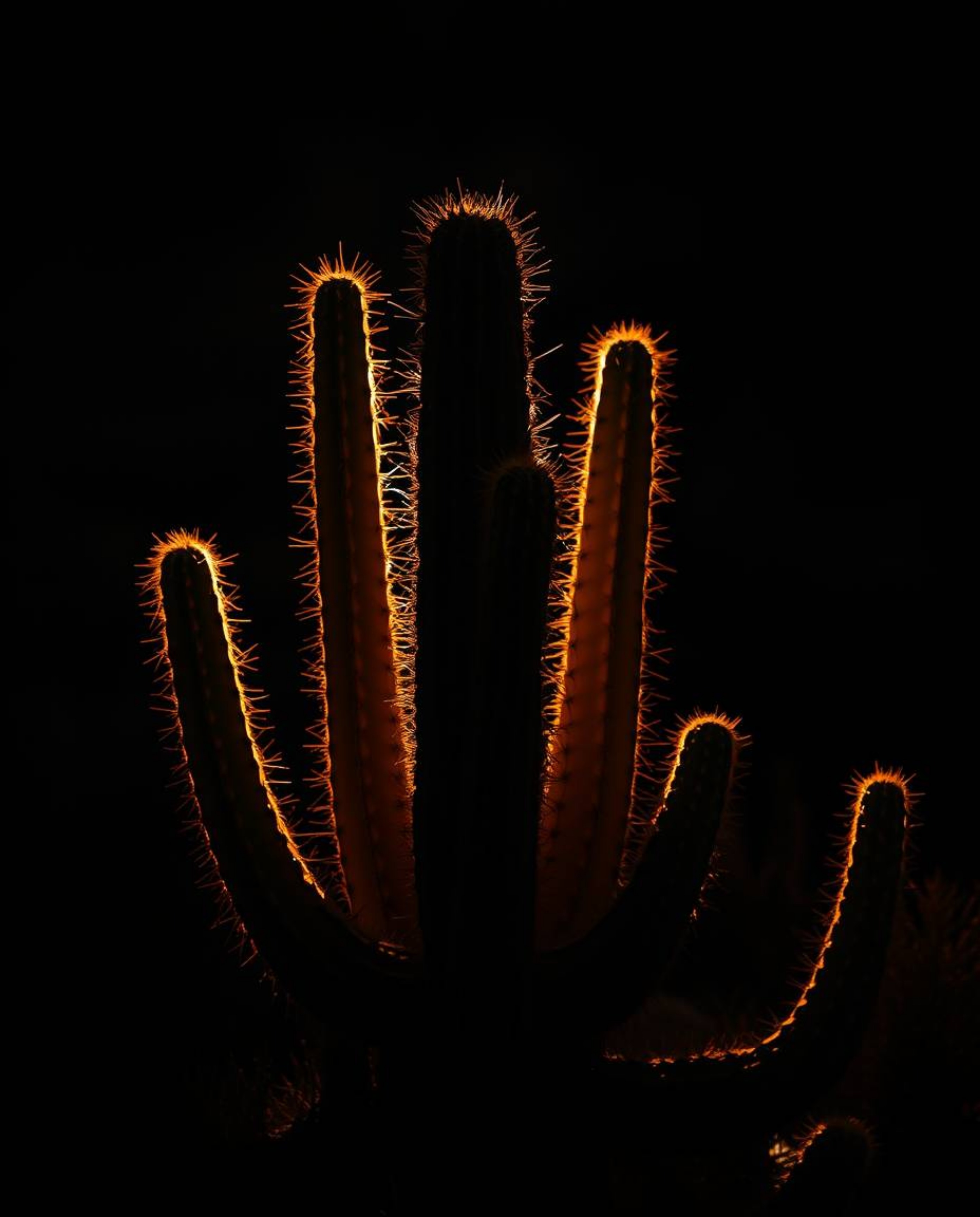 A desert cactus glows in the last sunlight, bathed in a striking combination of warm terracotta and cool teal hues. The scene