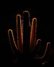 A desert cactus glows in the last sunlight, bathed in a striking combination of warm terracotta and cool teal hues. The scene