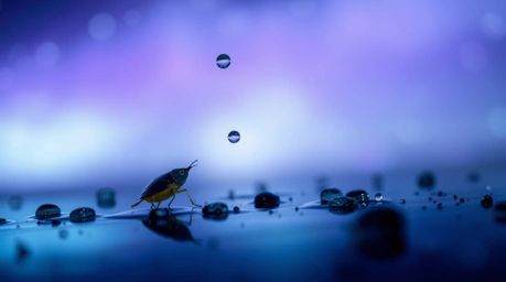 Experience the beauty of a rainy day in extreme detail with this macro close-up photograph. Inspired by the mesmerizing auror