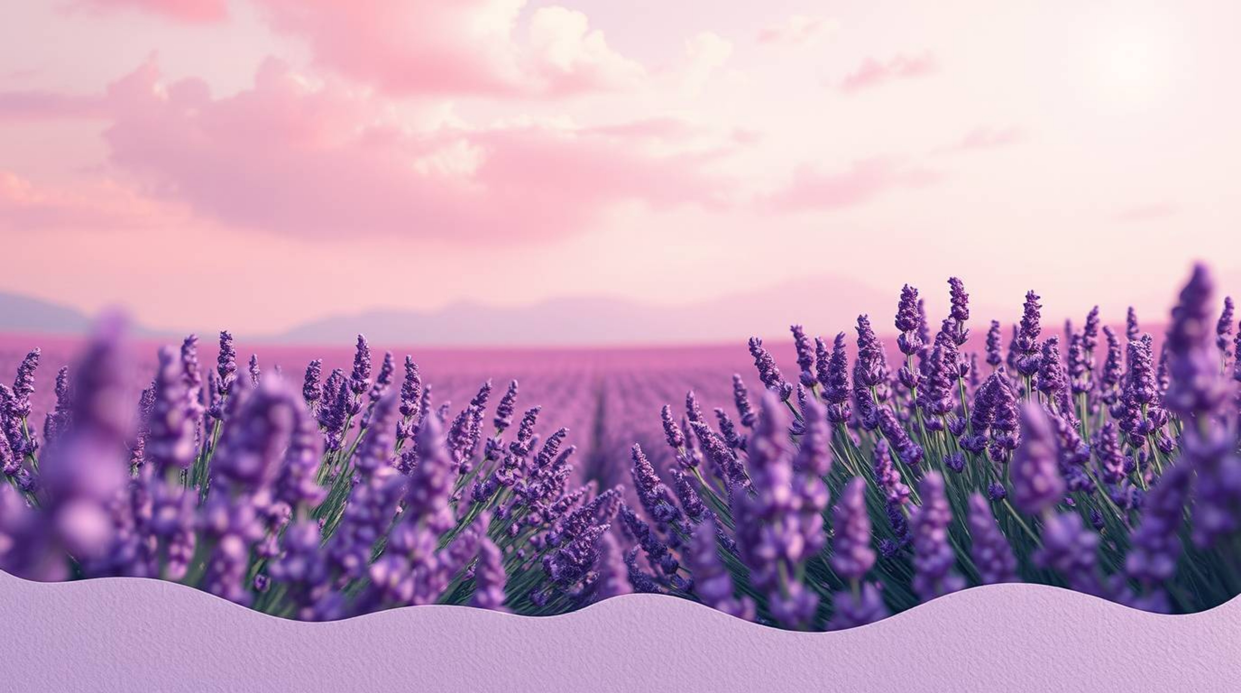 Immerse yourself in a soft and dreamy atmosphere where lavender fields glow beneath a breathtaking pink sky. This scene featu
