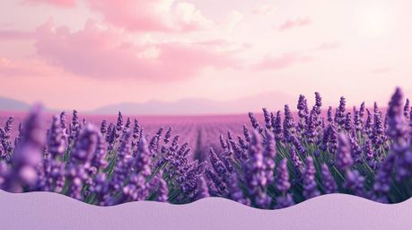 Immerse yourself in a soft and dreamy atmosphere where lavender fields glow beneath a breathtaking pink sky. This scene featu