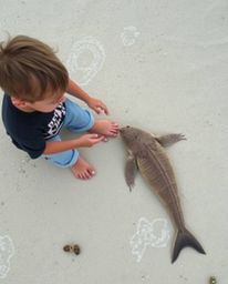 A heartwarming image captures a sea creature and a child engaging in playful interaction on a beach. Viewed from a high-angl