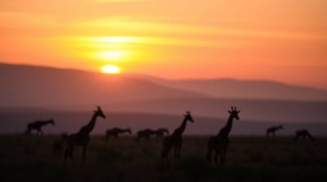A stunning fine art photograph captures the breathtaking beauty of a sunset over the African savanna. Silhouetted giraffes st