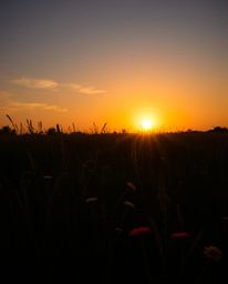 This is a high-contrast, low-key photograph capturing an adorable and charming sunset over a vibrant spring wildflower meadow