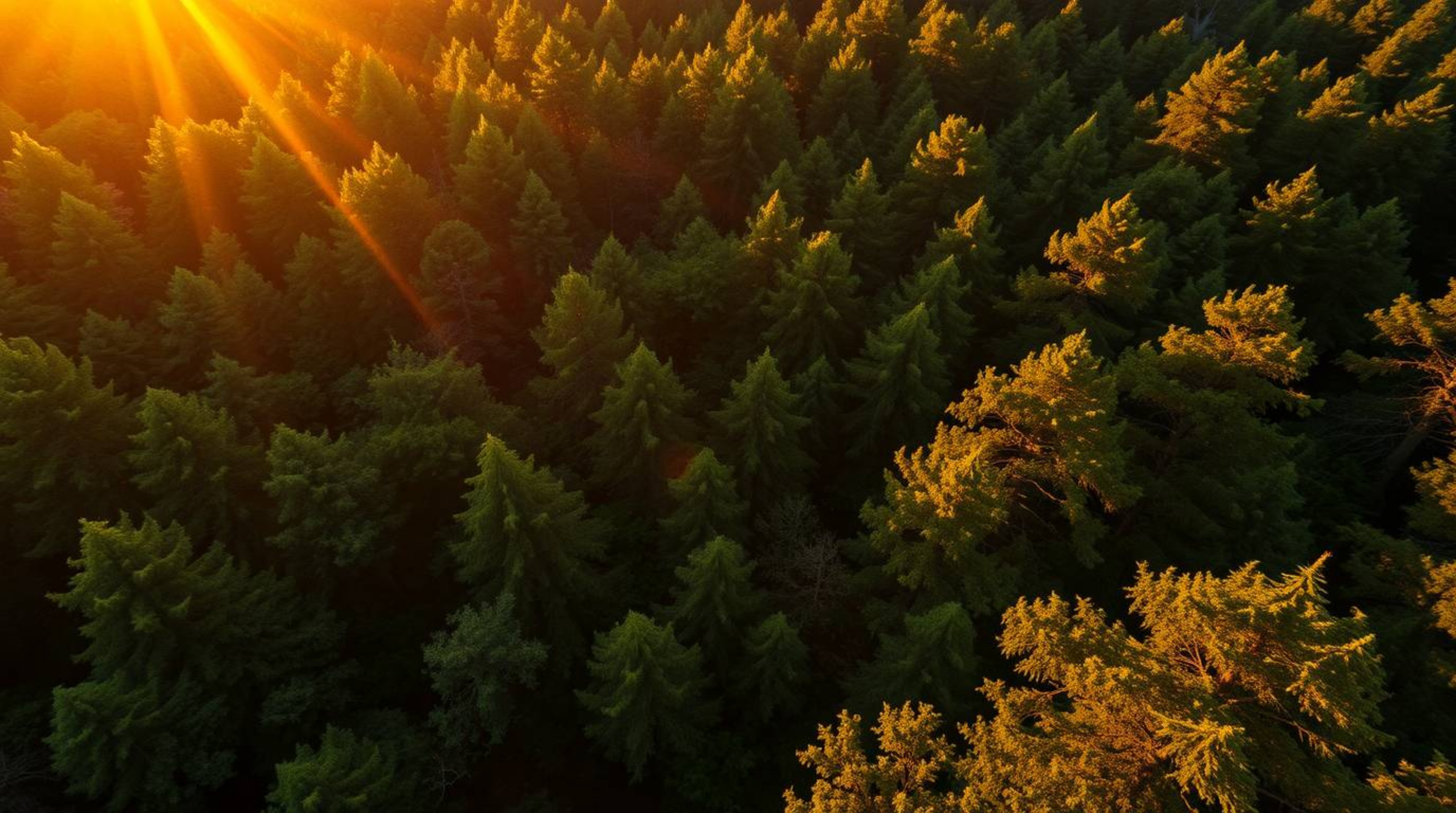 A stunning high-resolution stock photo captures the breathtaking beauty of sunset light filtering through a dense forest.  Sh
