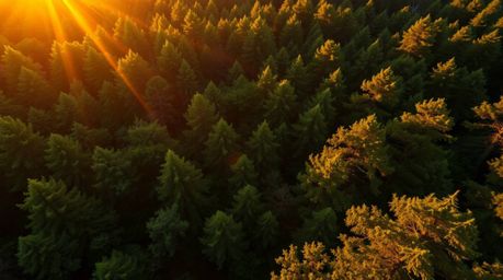 A stunning high-resolution stock photo captures the breathtaking beauty of sunset light filtering through a dense forest.  Sh