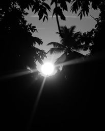 Classic black and white photograph of a sunset through a dense jungle canopy, exhibiting natural light effects and a vibrant,