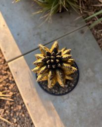 This artwork presents a stunning overhead, bird’s-eye view of a cast bronze sculpture. The sculpture beautifully captures a d