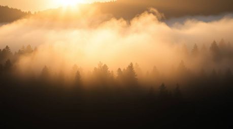 A distinct split image captures the ethereal beauty of mist rising from a forest at golden hour, divided into sections that h