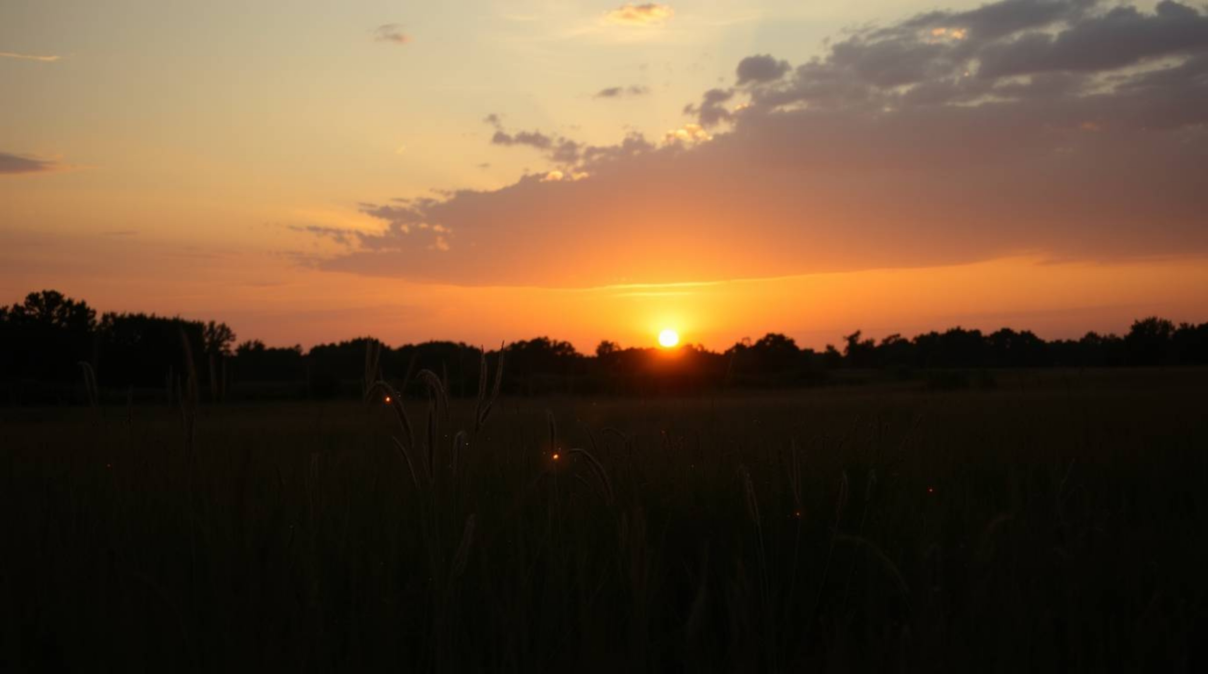 A captivating photograph showcasing a serene sunset over a quiet meadow, where fireflies begin to twinkle, creating a magical