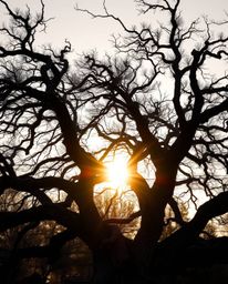 A precise architectural color photograph of a sunset behind an old oak tree with twisted branches, featuring strong hard ligh