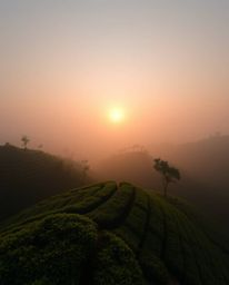 A high-angle perspective photograph of a sunset over terraced tea plantations. The scene is characterized by a soft cinematic