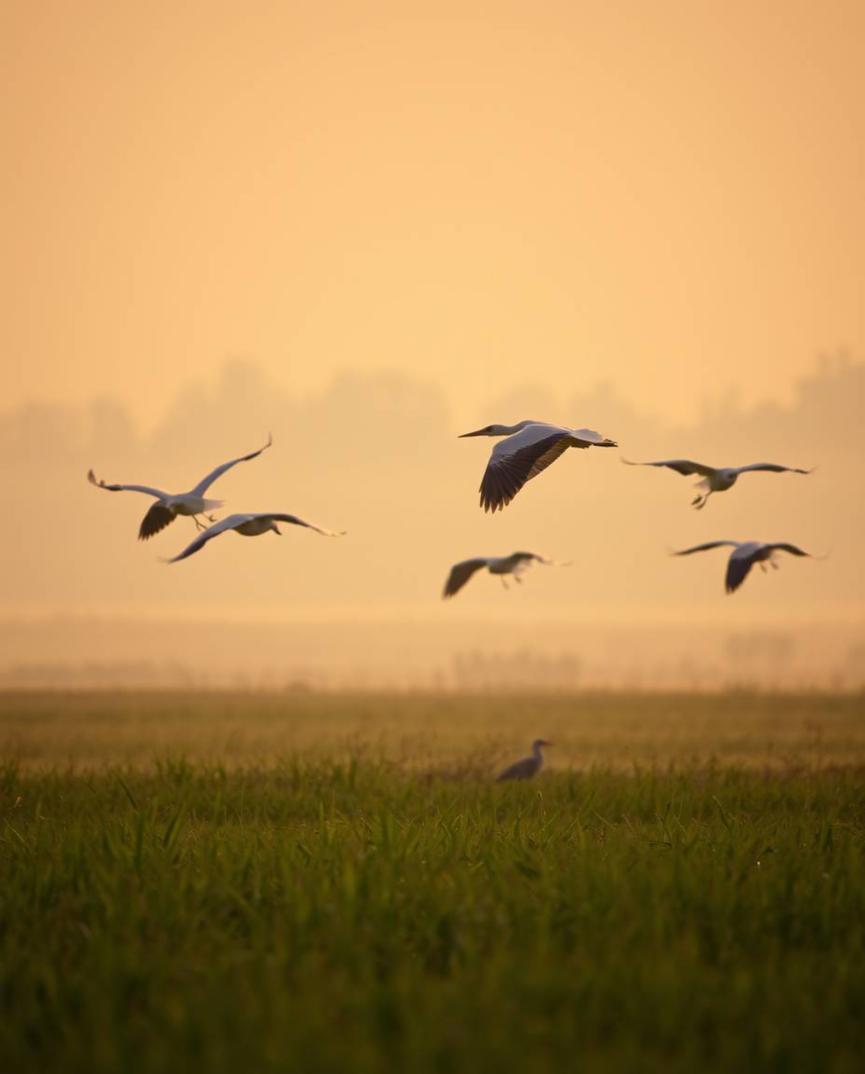 A soft, dreamy atmosphere pervades this image, capturing herons in flight during the golden hour over serene wetlands. The sc